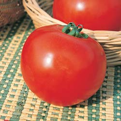 tomate saint-pierre